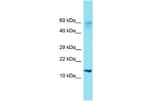 Western Blotting (WB) image for anti-Histone Cluster 1, H2ae (HIST1H2AE) (N-Term) antibody (ABIN2791579) (HIST1H2AE 抗体  (N-Term))