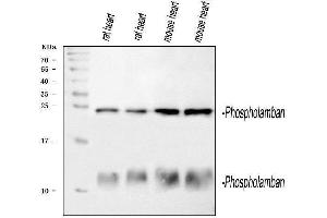 Western blot analysis of PLN using anti-PLN antibody (ABIN3043442). (Phospholamban 抗体  (N-Term))