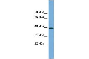 Western Blotting (WB) image for anti-Pleckstrin Homology Domain Containing, Family A (phosphoinositide Binding Specific) Member 1 (PLEKHA1) (N-Term) antibody (ABIN2787270)