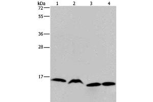 Western Blot analysis of K562, Raji, Hela and 293T cell using HIST1H2AH Polyclonal Antibody at dilution of 1:250 (HIST1H2AH 抗体)