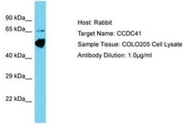 CCDC41 抗体  (AA 148-197)