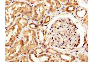 IHC image of ABIN7160445 diluted at 1:600 and staining in paraffin-embedded human kidney tissue performed on a Leica BondTM system.