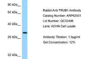 Western Blotting (WB) image for anti-TruB Pseudouridine (Psi) Synthase Homolog 1 (TRUB1) (C-Term) antibody (ABIN2789302) (TRUB1 抗体  (C-Term))