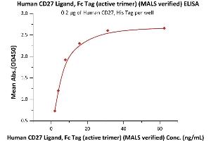 Immobilized Human CD27, His Tag (ABIN5955005,ABIN6253520) at 2 μg/mL (100 μL/well) can bind Human CD27 Ligand, Fc Tag (active trimer) (MALS verified) (ABIN6951036,ABIN6952263) with a linear range of 0. (CD70 Protein (AA 52-193) (Fc Tag))