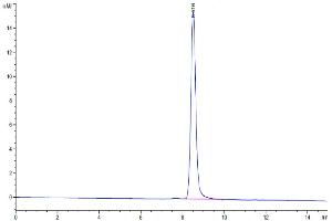 The purity of Cynomolgus AFP is greater than 95 % as determined by SEC-HPLC. (alpha Fetoprotein Protein (AA 19-609) (His tag))