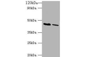 Western blot All lanes: KCNJ1 antibody at 2 μg/mL Lane 1: HepG2 whole cell lysate Lane 2: Hela whole cell lysate Secondary Goat polyclonal to rabbit IgG at 1/10000 dilution Predicted band size: 45, 43 kDa Observed band size: 45 kDa (KCNJ1 抗体  (AA 178-391))