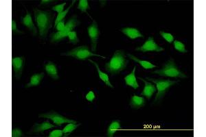 Immunofluorescence (IF) image for anti-Cytohesin 2 (CYTH2) (AA 314-398) antibody (ABIN564002)