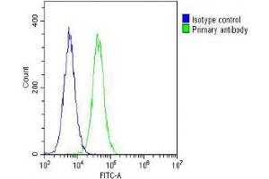 Overlay histogram showing Hela cells stained with (ABIN655516 and ABIN2845031) (green line). (GUCY2D 抗体  (AA 540-570))