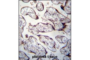 LOXL3 Antibody (C-term) (ABIN656764 and ABIN2845985) immunohistochemistry analysis in formalin fixed and paraffin embedded human placenta tissue followed by peroxidase conjugation of the secondary antibody and DAB staining. (LOXL3 抗体  (C-Term))