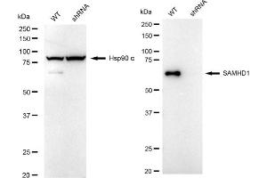 Western blotting analysis using SAMHD1 antibody (ABIN7800270). (Recombinant SAMHD1 抗体)