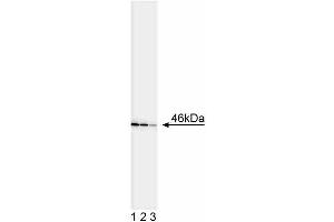 Western blot analysis of JNK1/JNK2. (JNK1/2 抗体)