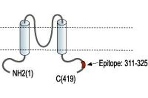 Representative domain view of the target of ABIN7885268.