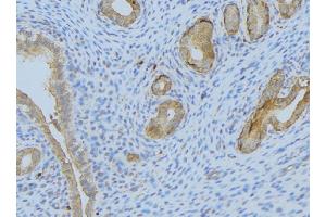 ABIN6275296 at 1/100 staining Human uterus tissue by IHC-P. (Neurexophilin 1 抗体  (Internal Region))