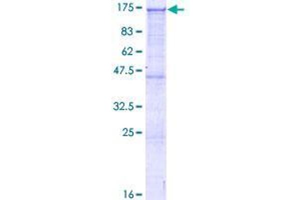 ARHGAP12 Protein (AA 1-841) (GST tag)
