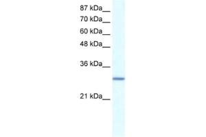 Western Blotting (WB) image for anti-General Transcription Factor IIE, Polypeptide 2 (GTF2E2) antibody (ABIN2460220) (GTF2E2 抗体)