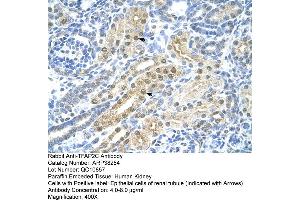 Human kidney (TFAP2C 抗体  (N-Term))