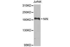 Western blot analysis of extracts of Jurkat cells, using NIN antibody. (Ninein 抗体)