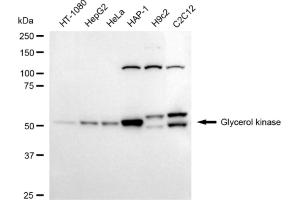 Western blotting analysis using glycerol kinase antibody (ABIN7798769).