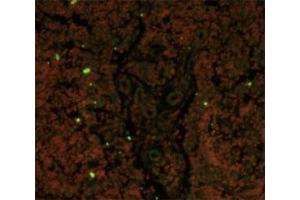 Immunofluorescence (IF) image for anti-CD19 Molecule (CD19) (AA 143-172) antibody (ABIN3030362)
