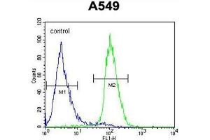 C1orf51 Antibody (N-term) flow cytometric analysis of A549 cells (right histogram) compared to a negative control cell (left histogram). (C1orf51 抗体  (N-Term))