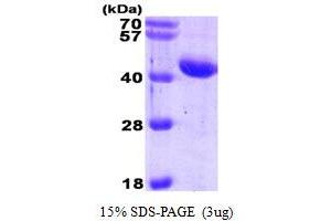 SDS-PAGE (SDS) image for serpin Peptidase Inhibitor, Clade A (Alpha-1 Antiproteinase, Antitrypsin), Member 3 (SERPINA3) (AA 24-423) protein (His tag) (ABIN666908) (SERPINA3 Protein (AA 24-423) (His tag))