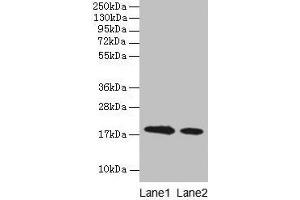 Western blot All lanes: Bovine milk Beta-lactoglobulin antibody at 2 μg/mL Lane 1: Bovine milk Beta-lactoglobulin at 0. (Beta Lactoglobulin (LGB) 抗体)