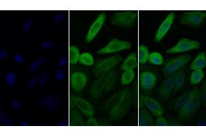 Immunofluorescence (IF) image for anti-Heat Shock Protein 90kDa alpha (Cytosolic), Class A Member 1 (HSP90AA1) (AA 698-732) antibody (ABIN7443815)