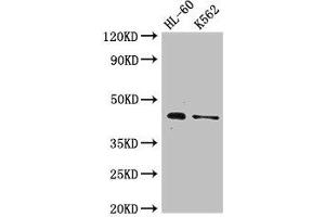 Western Blot Positive WB detected in: HL60 whole cell lysate, K562 whole cell lysate All lanes: MTERF1 antibody at 2. (MTERF 抗体  (AA 63-232))
