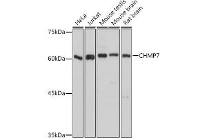 Western blot analysis of extracts of various cell lines, using CHMP7 antibody (ABIN7266338) at 1:1000 dilution. (CHMP7 抗体  (AA 204-453))