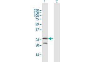 Western Blot analysis of MRPS34 expression in transfected 293T cell line by MRPS34 MaxPab polyclonal antibody. (MRPS34 抗体  (AA 1-218))