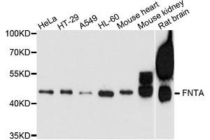 Western blot analysis of extract of various cells, using FNTA antibody. (FNTA 抗体)