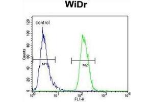 Flow cytometric analysis of WiDr cells using NARS Antibody (N-term) Cat. (NARS 抗体  (N-Term))