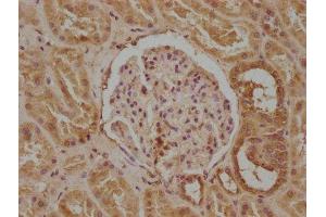 IHC image of ABIN7163957 diluted at 1:300 and staining in paraffin-embedded human kidney tissue performed on a Leica BondTM system.