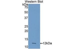 Western Blotting (WB) image for anti-Caspase 4, Apoptosis-Related Cysteine Peptidase (CASP4) (AA 290-377) antibody (ABIN3206153) (Caspase 4 抗体  (AA 290-377))