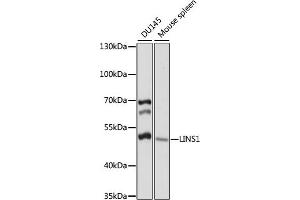 Western blot analysis of extracts of various cell lines, using LINS1 antibody (ABIN7268272) at 1:1000 dilution. (LINS 抗体  (AA 541-700))