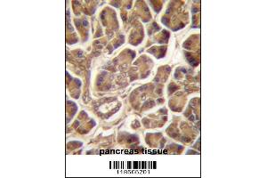 PIPPIN Antibody immunohistochemistry analysis in formalin fixed and paraffin embedded human pancreas tissue followed by peroxidase conjugation of the secondary antibody and DAB staining. (CSDC2 抗体  (AA 76-105))
