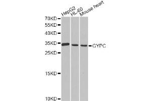 Western blot analysis of extracts of various cell lines, using GYPC antibody (ABIN1872924) at 1:1000 dilution. (CD236/GYPC 抗体)