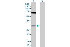 Western Blot analysis of FGF13 expression in transfected 293T cell line by FGF13 MaxPab polyclonal antibody. (FGF13 抗体  (AA 1-245))