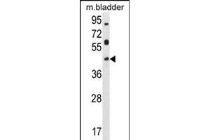 HOXD13 Antibody (Center) (ABIN655171 and ABIN2844789) western blot analysis in mouse bladder tissue lysates (35 μg/lane). (Homeobox D13 抗体  (AA 202-230))