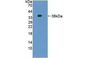 Detection of Recombinant DAPP1, Mouse using Polyclonal Antibody to Dual Adaptor Of Phosphotyrosine And 3-Phosphoinositides (DAPP1) (DAPP1 抗体  (AA 1-280))