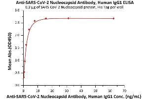 Immobilized SARS-CoV-2 Nucleocapsid protein, His Tag (Cat. (SARS-CoV-2 Nucleocapsid 抗体)