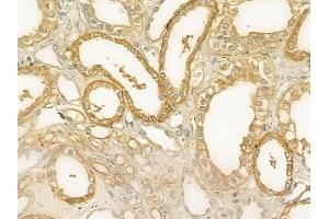 ABIN6260415 and ABIN6279230 at 1/100 staining human normal kidney tissue by IHC-P.
