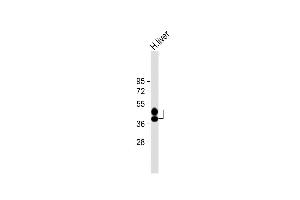 Anti-HP Antibody (Center) at 1:8000 dilution + Human liver lysate Lysates/proteins at 20 μg per lane. (Haptoglobin 抗体  (Center))