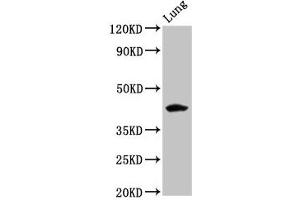 Western Blot Positive WB detected in: Rat lung tissue All lanes: FUT3 antibody at 5. (FUT3 抗体  (AA 83-187))
