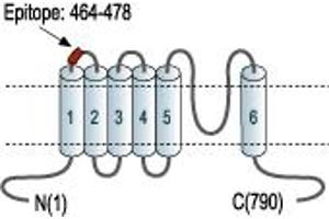 Representative domain view of the target of ABIN7885606.