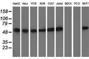 Western blot analysis of extracts (35 µg) from 9 different cell lines by using anti-TUBA8 monoclonal antibody. (TUBA8 抗体)