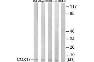 Western Blotting (WB) image for anti-COX17 Cytochrome C Oxidase Assembly Protein 17 (COX17) (N-Term) antibody (ABIN1850318) (COX17 抗体  (N-Term))