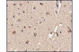 Immunohistochemistry: ATG12 antibody staining of Human brain tissue at 2. (ATG12 抗体  (N-Term))