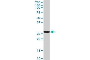 CASP6 MaxPab rabbit polyclonal antibody. (Caspase 6 抗体  (AA 1-293))