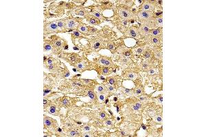 Immunohistochemical analysis of paraffin-embedded H. (HBG2 抗体  (C-Term))